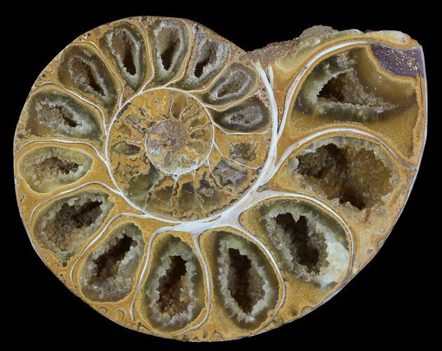 Sliced, Agatized Ammonite Fossil (Half) - Jurassic #54019